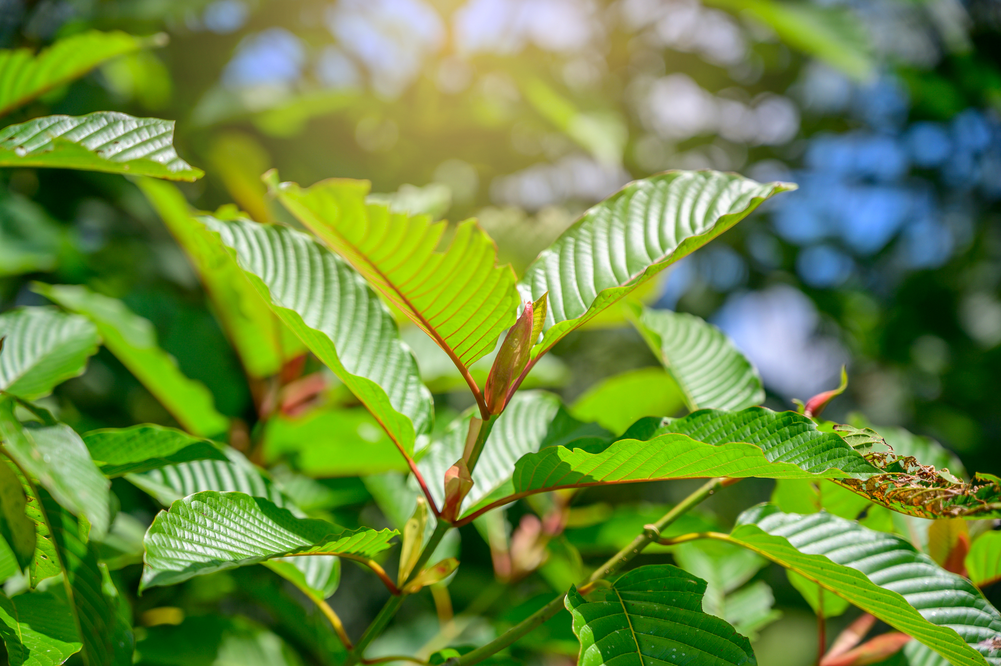 Kratom (Mitragyna speciosa) green Is a type of drug